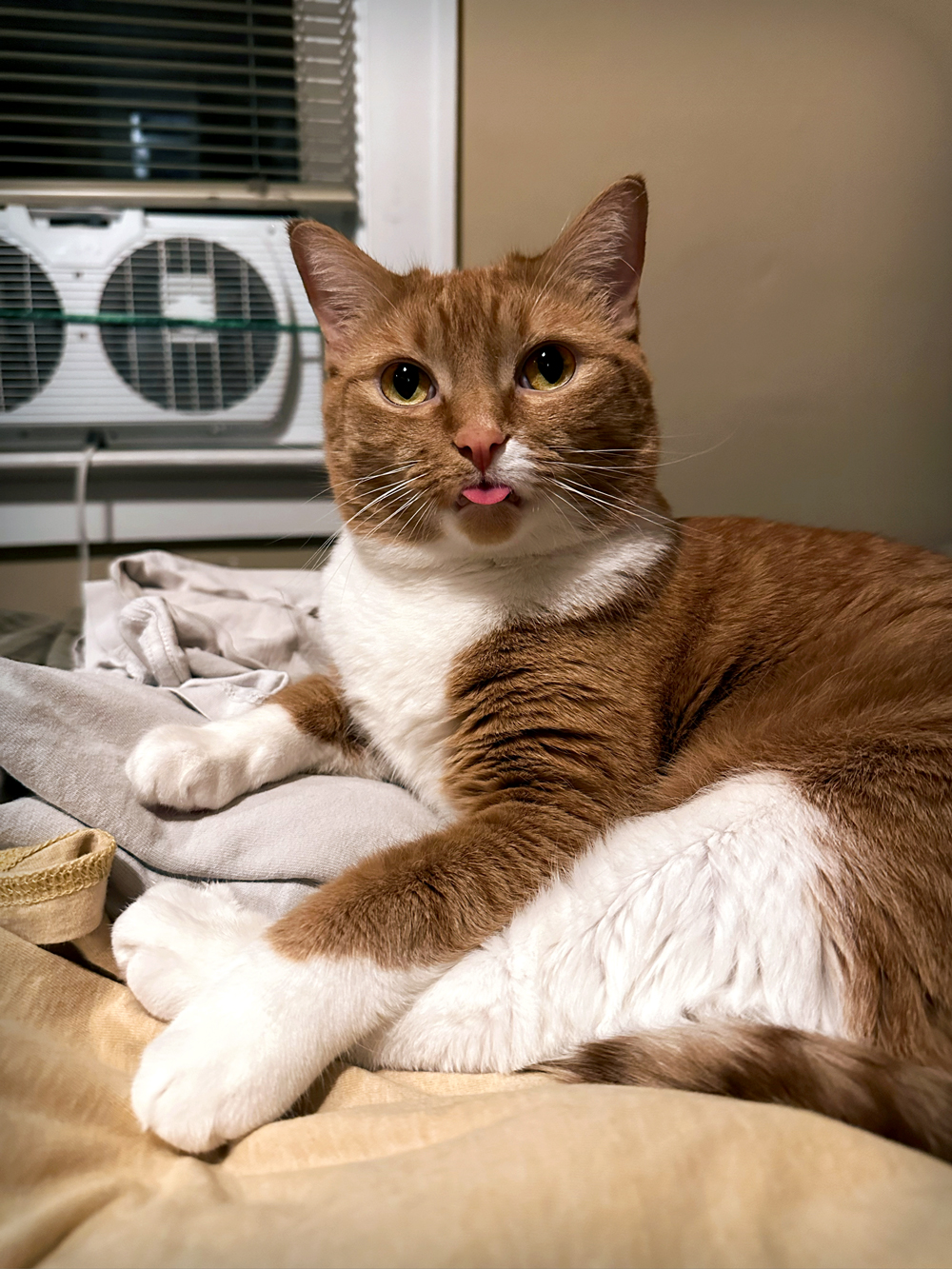 Affy-Blep-2023-Jan