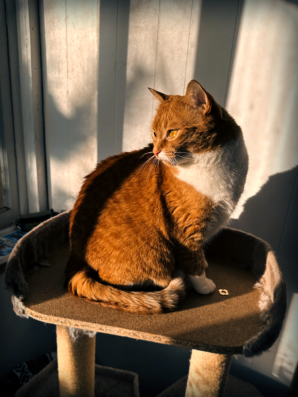 Affy-Porch-2023-Jan