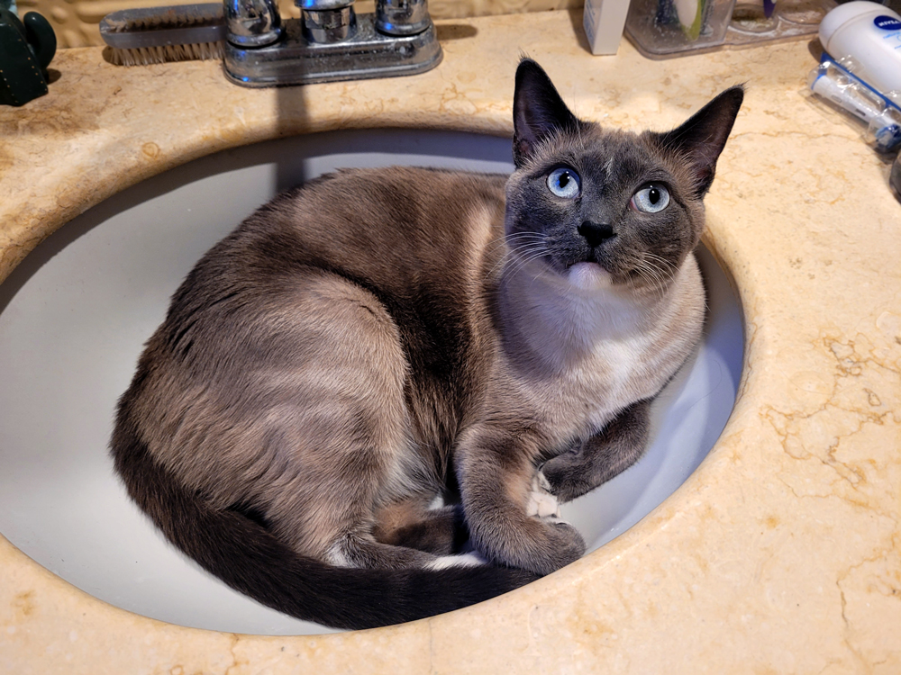 Macchi-Sink-2023-Jan