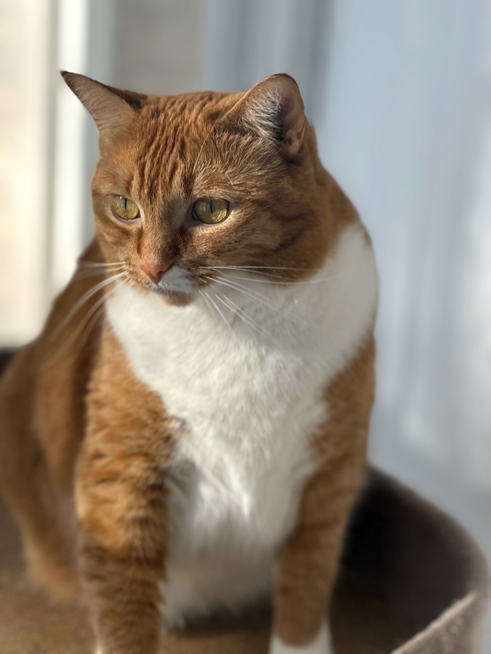 AffyStare