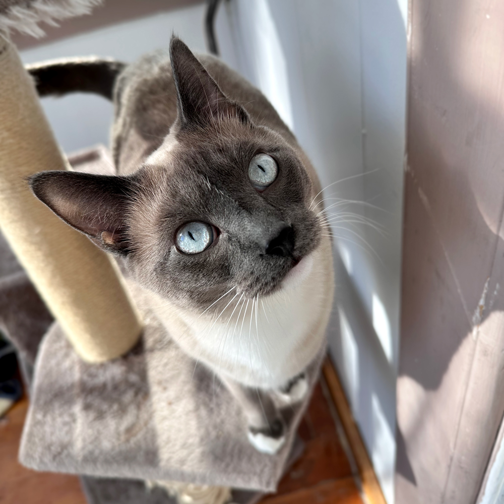 MacchiStare
